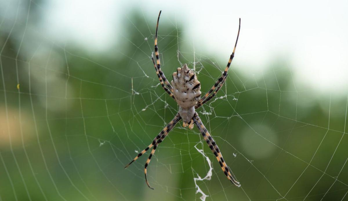 ‘Argiope trifasciata’. CAT