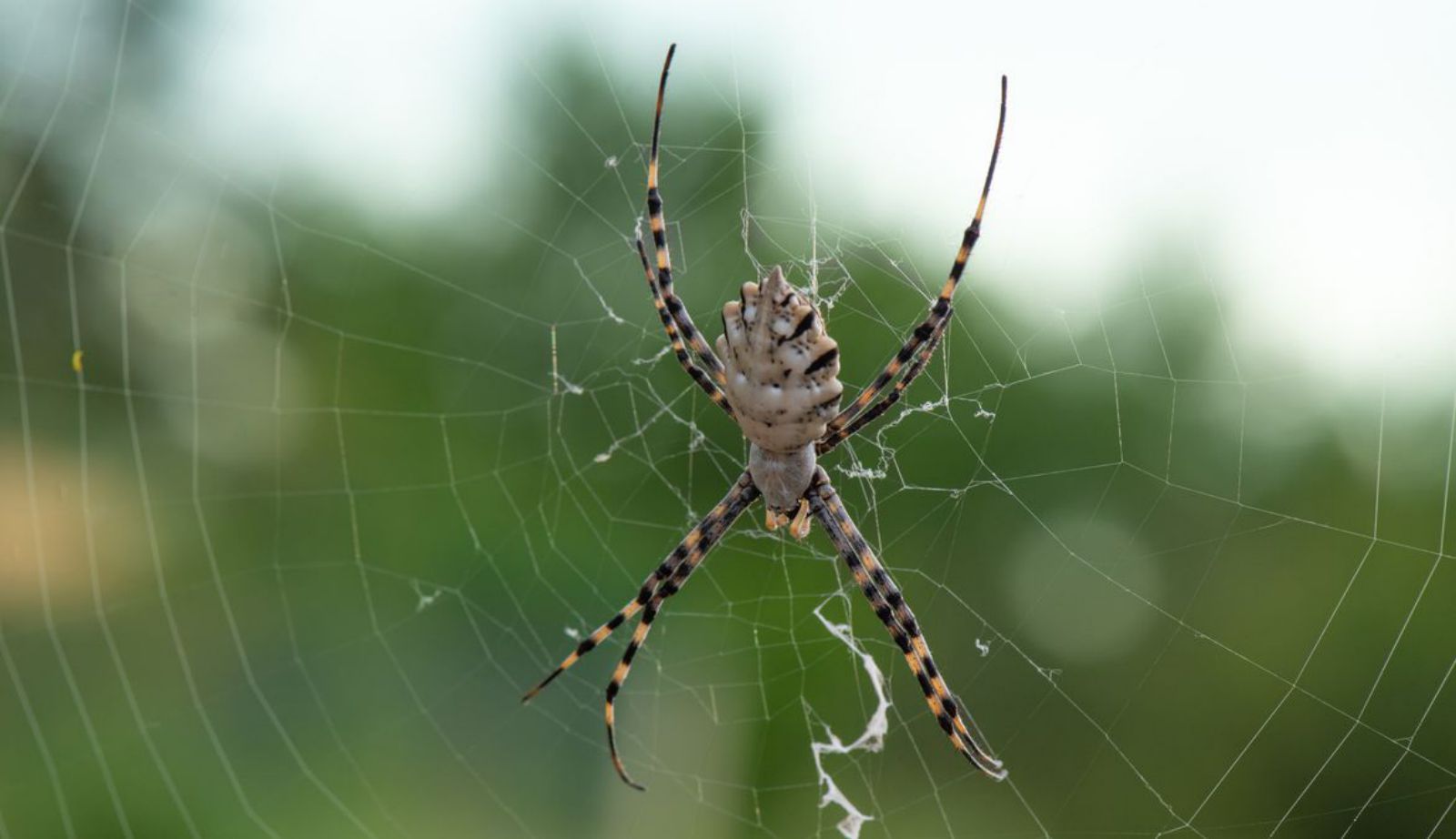 ‘Argiope Lobata’. 