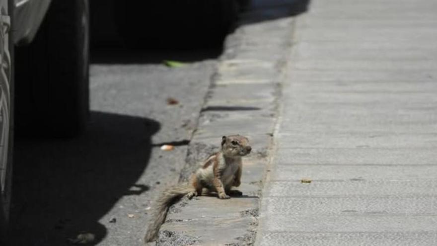 Alarma por el hallazgo de una ardilla moruna en un coche de alquiler en Canarias