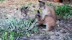 La lince Odrina, hija de Mesta y Milvus, ha vuelto a tener cachorros en el mismo pajar de Ciudad Real donde ya nacieron sus hijos Queen y Quijote el año pasado y donde incluso nació ella misma.