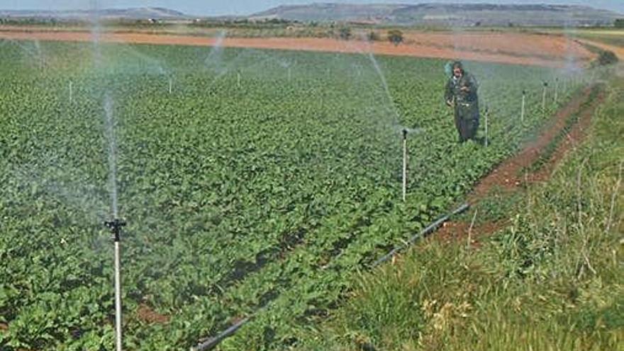 Un agricultor supervisa el sistema de riego implantado en su parcela cultivada en Toro.