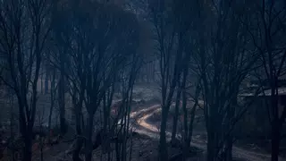 Hasta 250.000 animales pueden haber muerto abrasados en los incendios en Galicia