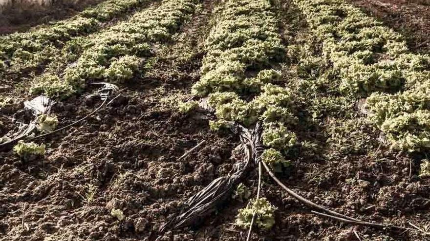 Los jabalíes gozan de hozar en los cultivos y destrozan las plantaciones.