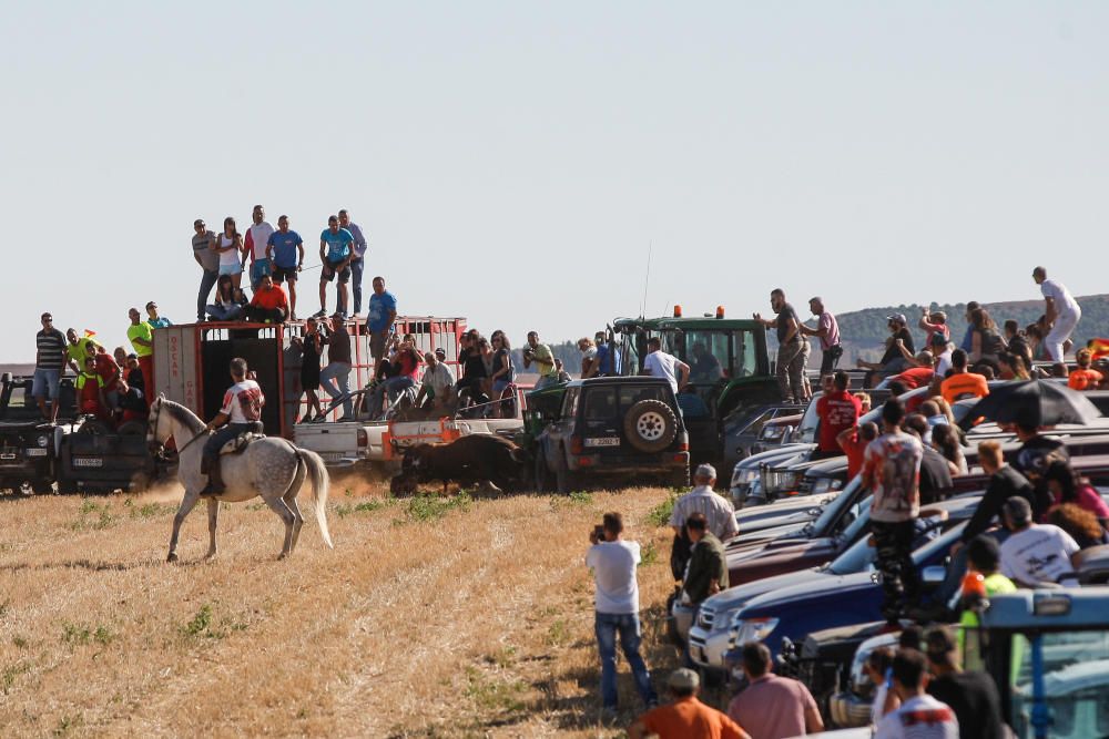 Encierro campero Coreses