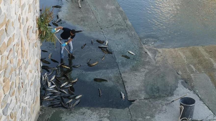 Aparecen muertos 32 peces Barbo por desove en el río Segura a la altura de Orihuela