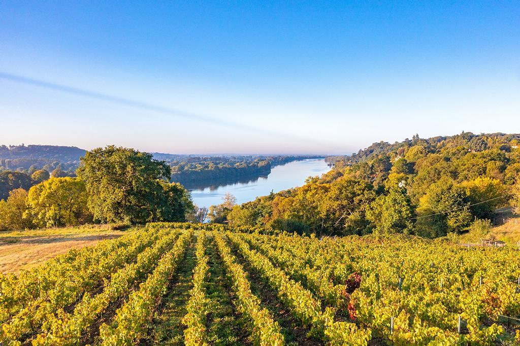 Viñedos a orillas del Loira.