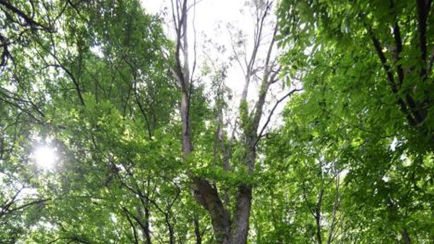 El Jardín Botánico de Lourizán, un pulmón verde en Pontevedra