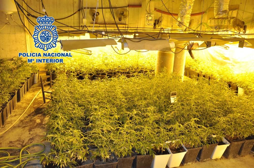 Una de les plantacions de marihuana descobertes