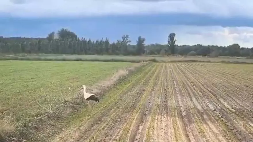 Así vuela en libertad la cigüeña hallada herida en Villaveza del Agua por un peregrino: ha pasado 74 días en el CRAS de Villaralbo