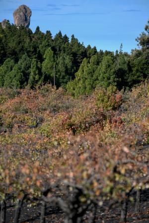 15-10-19 SUPLEMENTOS. ZONA CUMBRERA. ZONA CUMBRERA. Reportaje zonas quemadas tras dos meses. Reportaje triple entrega sobre el paisaje quemado, al cumplirse dos meses. La primera parte será Los tesosos de la Cumbre, en plan más positivo, con los brotes verdes, lugares que visitar. Un segundo con los héroes sin capa, sus protagonistas y una tercera con Lo que el fuego se llevó o Lo perdido, la parte más triste.  Fotos: Juan Castro.  | 15/10/2019 | Fotógrafo: Juan Carlos Castro