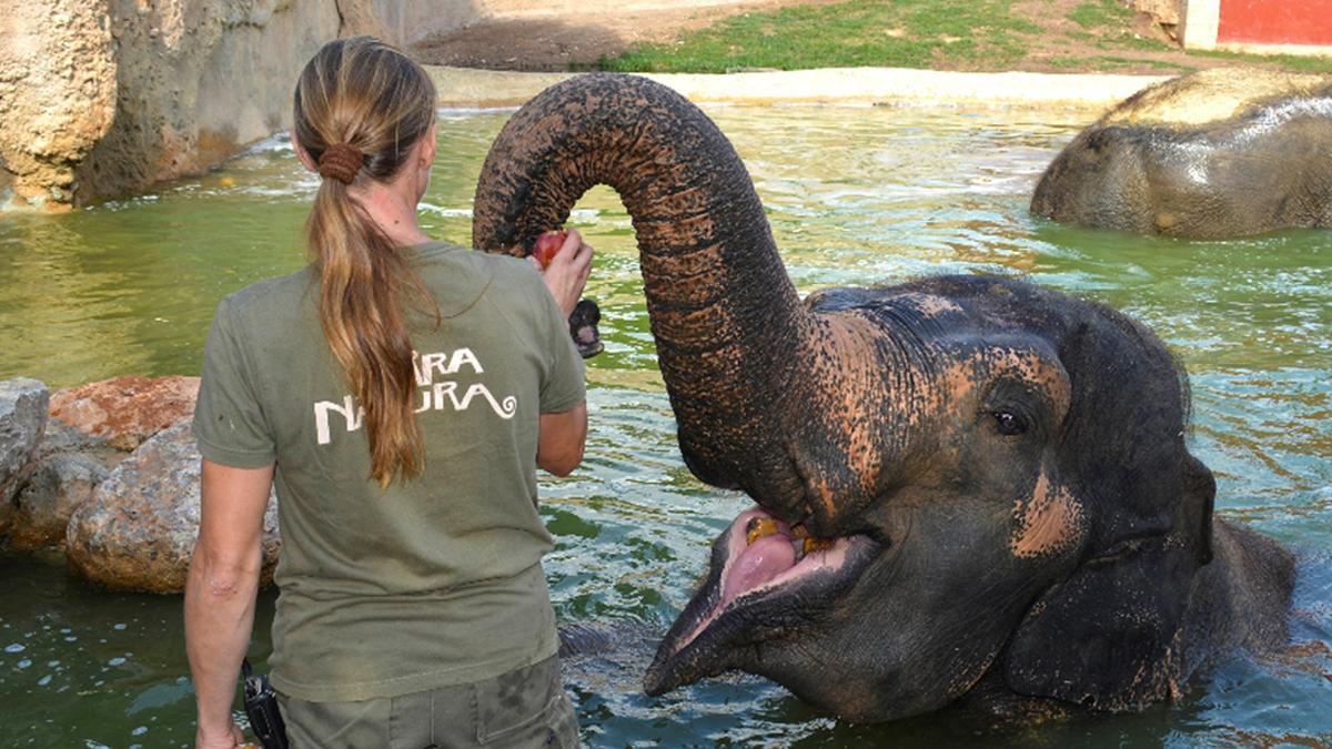 Alimentación de elefante