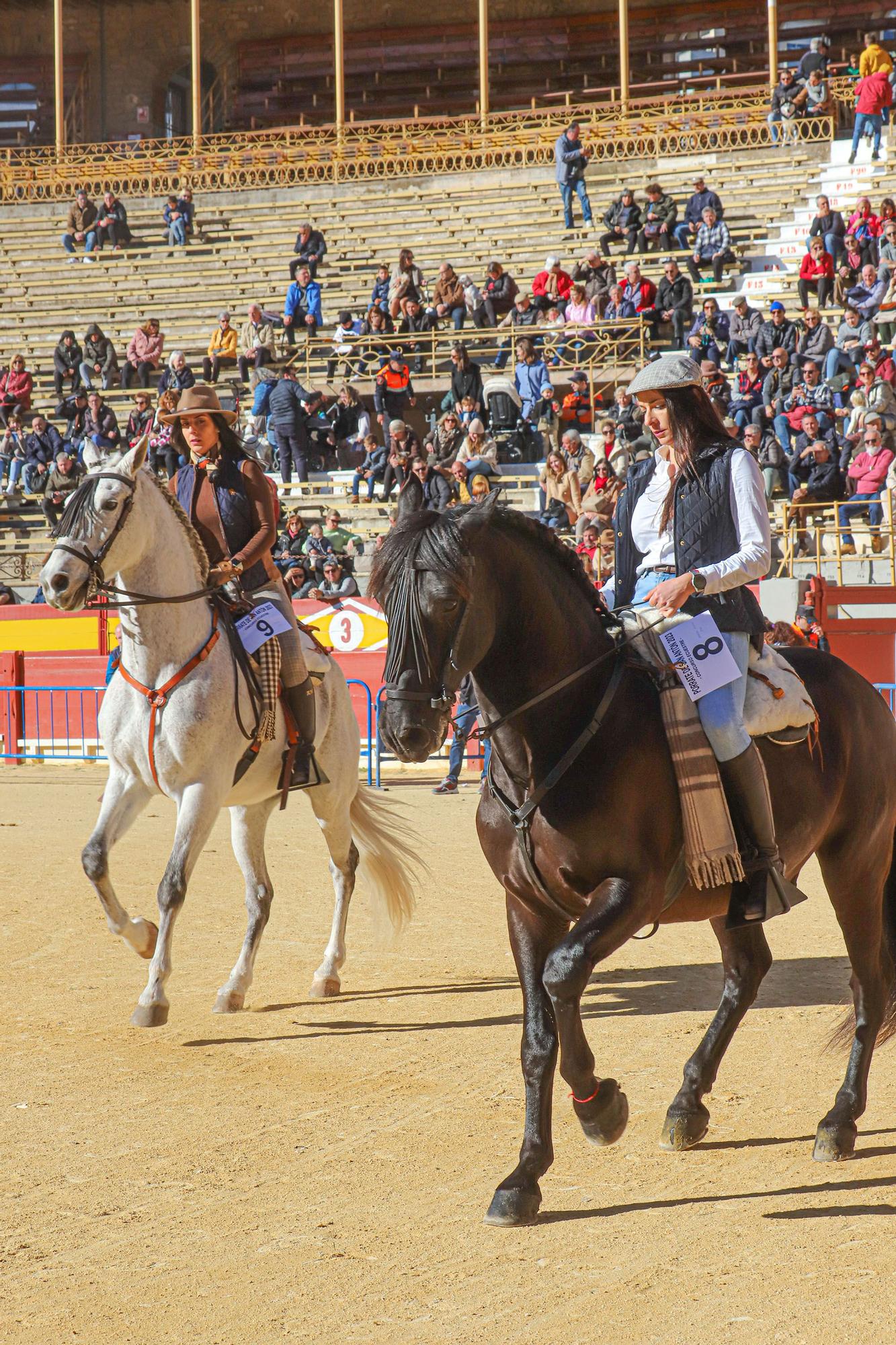 Concurso ecuestre y Bendición de animales por San Antón en Alicante