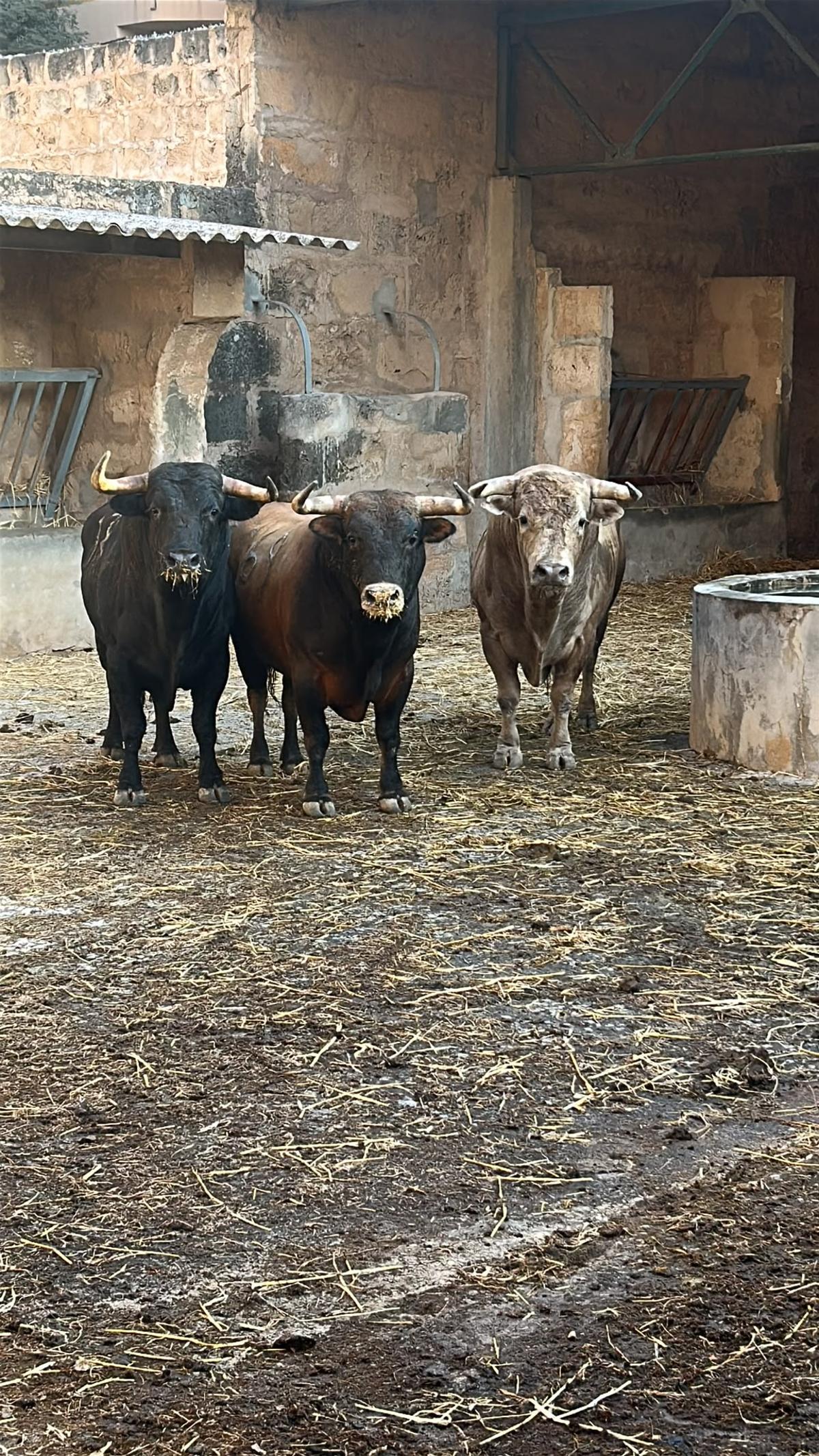 Imagen tomada ayer en la plaza de toros de Palma