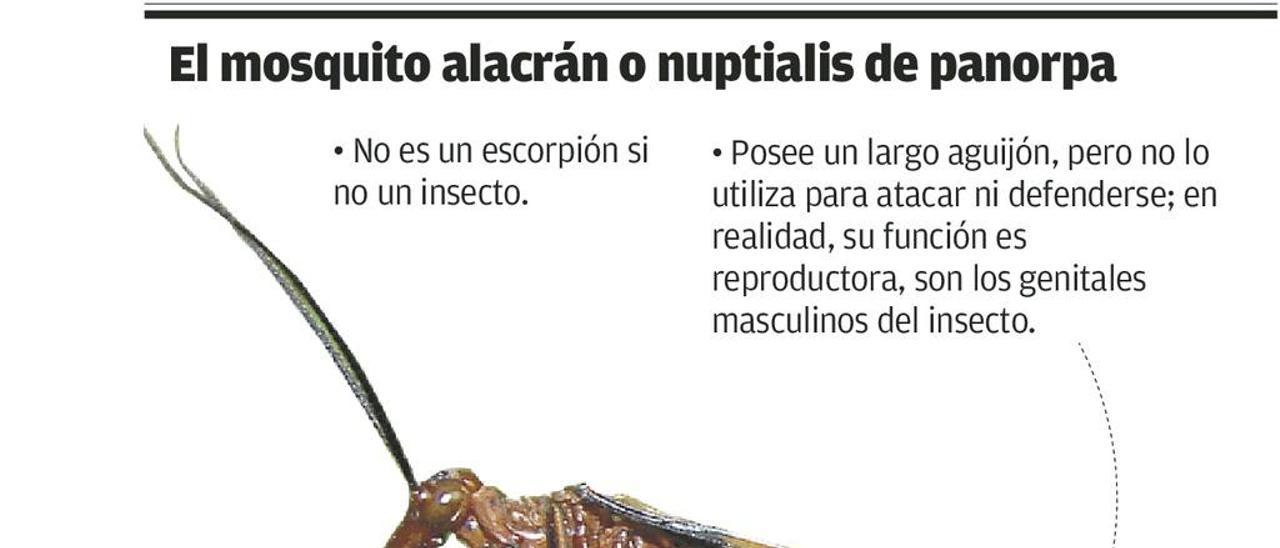 Hallan en Oviedo un mosquito alacrán, una especie poco común de origen americano