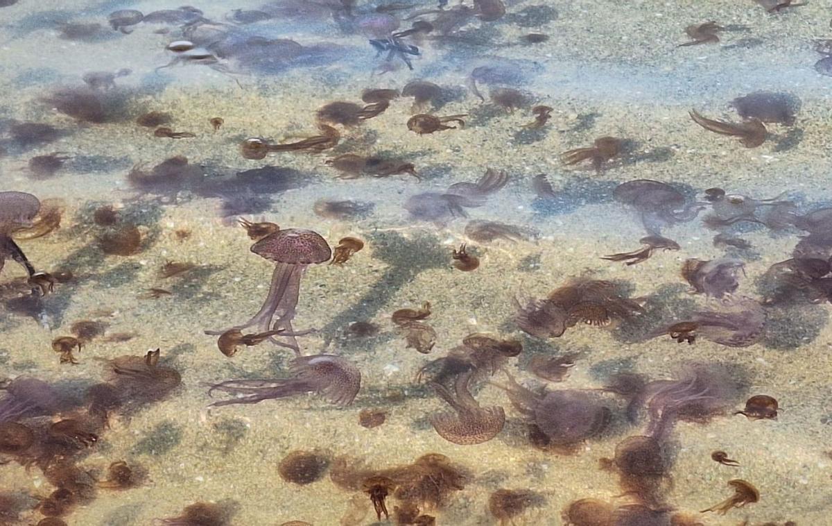 Las medusas mueren en la orilla porque no pueden volver a alta mar. | DAVID VENTURA