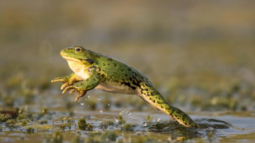 Científicos logran hacer crecer las patas traseras amputadas de ranas