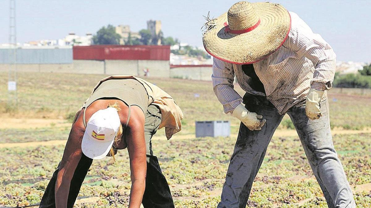 Los viticultores exigen ayudas por el bajo precio que tiene la uva