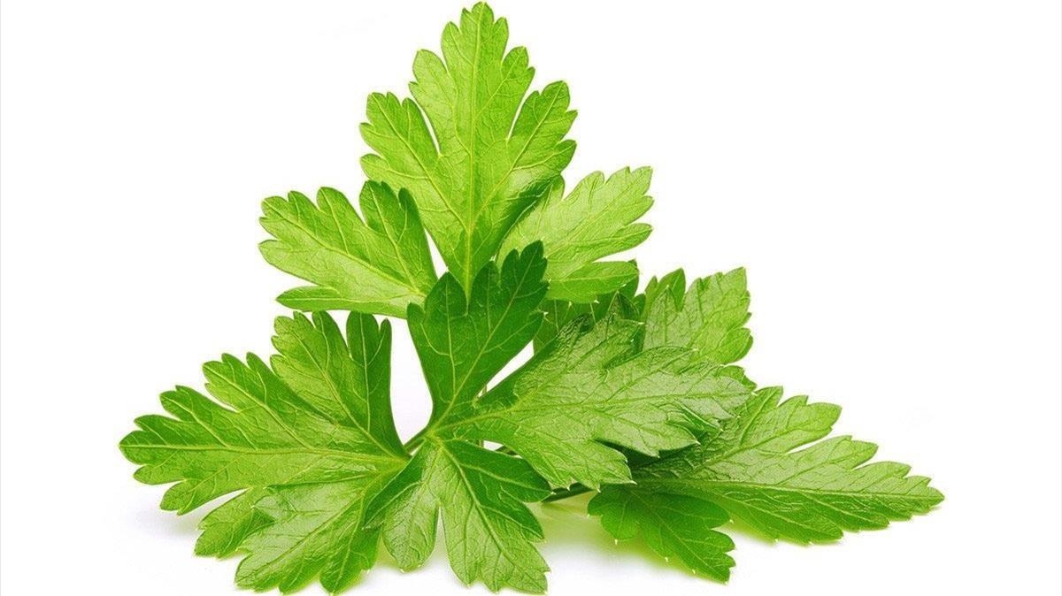 zentauroepp44124852 cilantro180703131334 zentauroepp44124852 cilantro180703131334