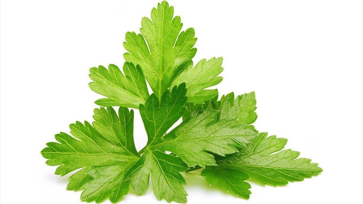 zentauroepp44124852 cilantro180703131334