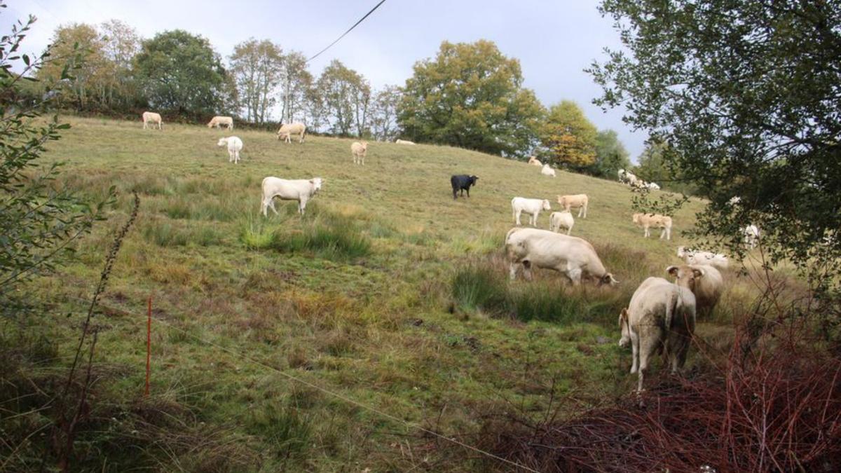 Ganaderos de la Alta Sanabria piden vacuna para la dermatosis .