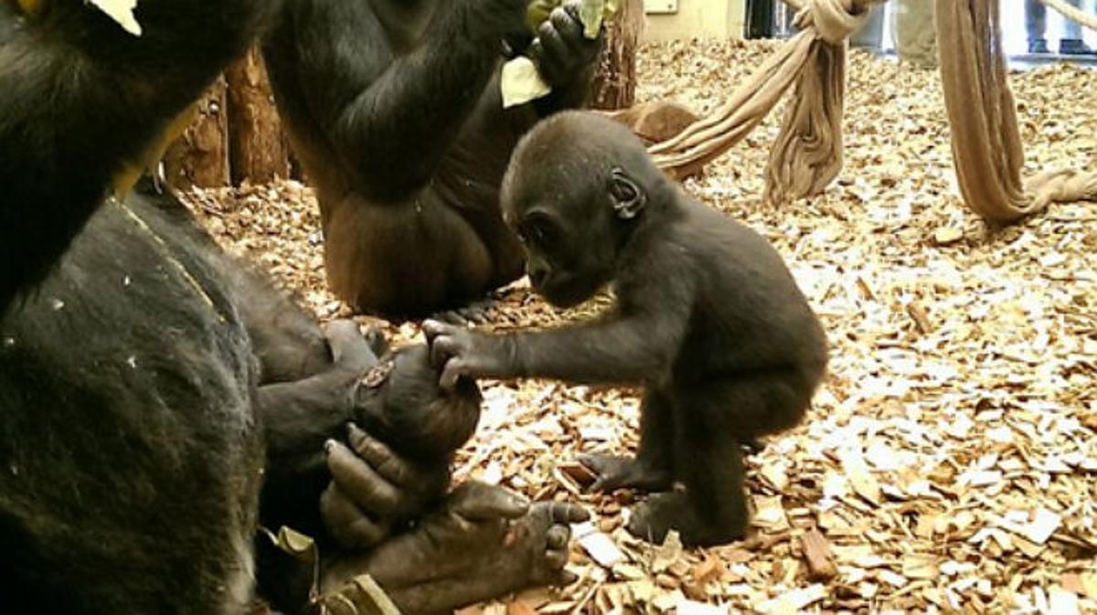 Una goril·la d’un anyet dóna la benvinguda entre carícies al seu germanet, de només dues setmanes, i en mans de la seva mare tot el dia.