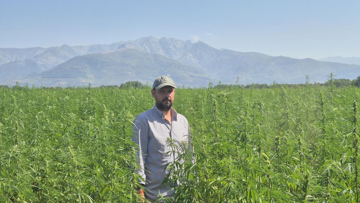 Luis Royano, coordinador del proyecto, en una finca de cáñamo industrial en la comarca de La Vera.