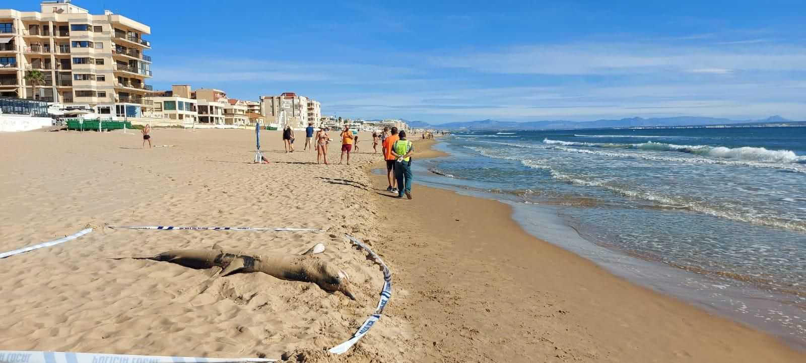 Hallan una tintorera varada en la playa de Guardamar del Segura