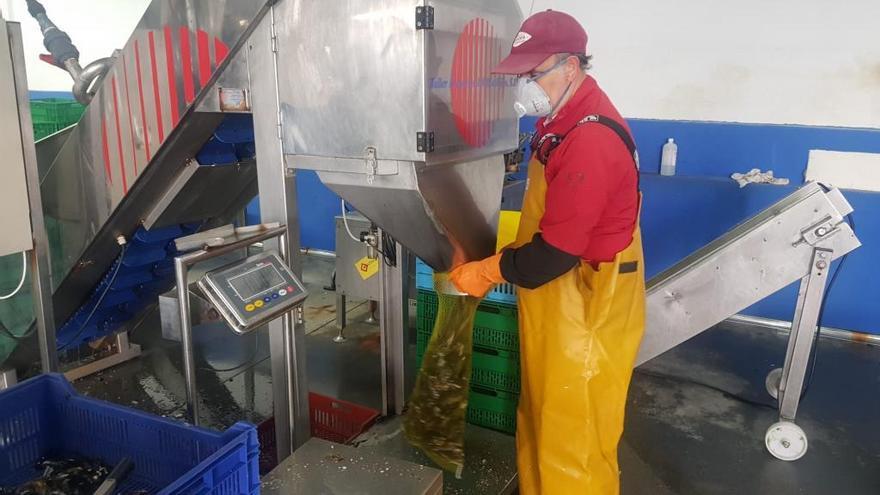 Un operario de Mariscos Sálvora introduce mejillón en una bolsa antes de su comercialización, esta misma semana.