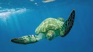 Rescate de una tortuga atrapada en una bolsa de plástico