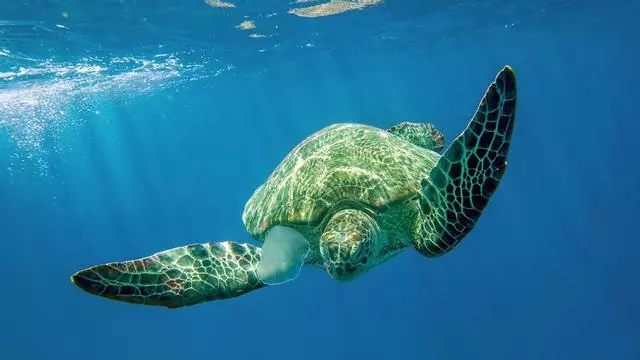 Rescate de una tortuga atrapada en una bolsa de plástico