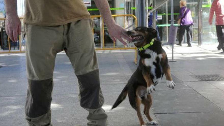 La perrera de Murcia prohíbe a Champi estar en el hospital - Información