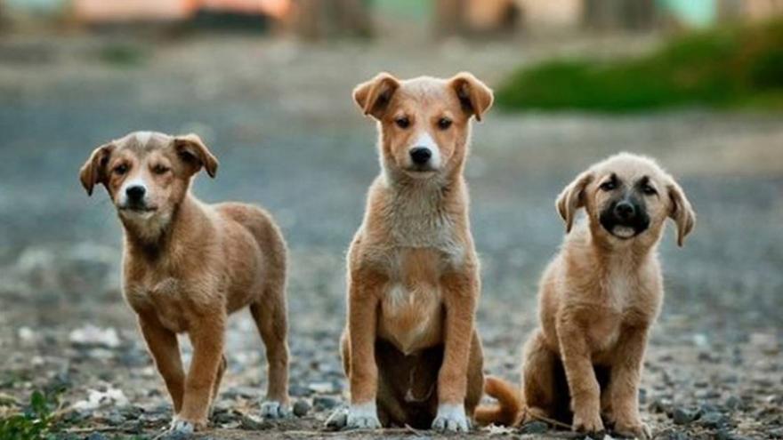 Recal realizó 141 adopciones de perros en 2021, 80 de ellas en el extranjero