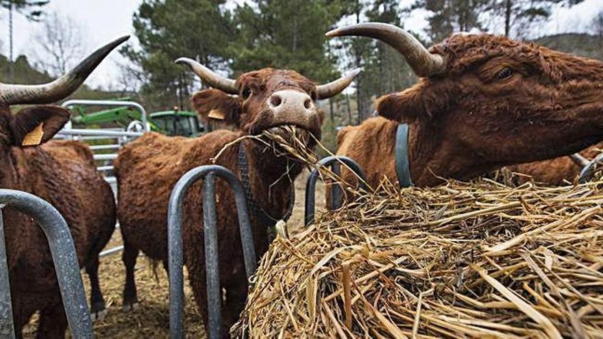 Vaques en l&#039;explotació agrària ecològica Casa Biosca de Castelltallat