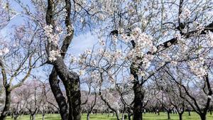 La floración de los cerca de tres mil almendros de la Quinta de los Molinos, en Madrid, vuelve a señalar la llegada de la primavera.