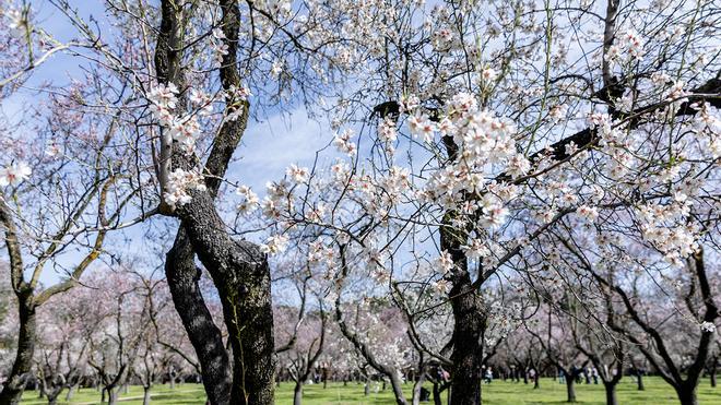 La floración del almendro trae un anticipo de la primavera