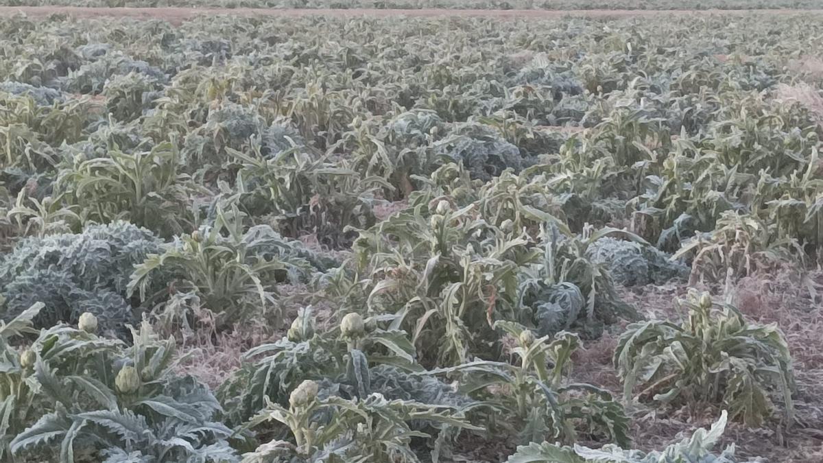 Un campo de alcachofas heladas en la diputación lorquina de Cazalla.