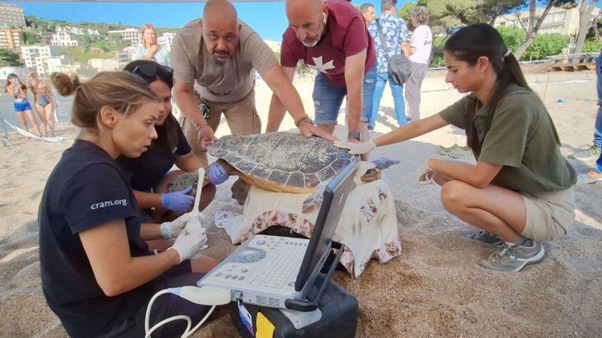 La tortuga babaua que va nidificar a Sant Feliu de Guíxols.