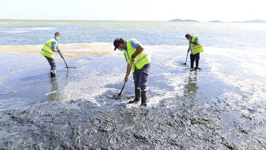 Operarios retirando algas en el Mar Menor hace unos días.