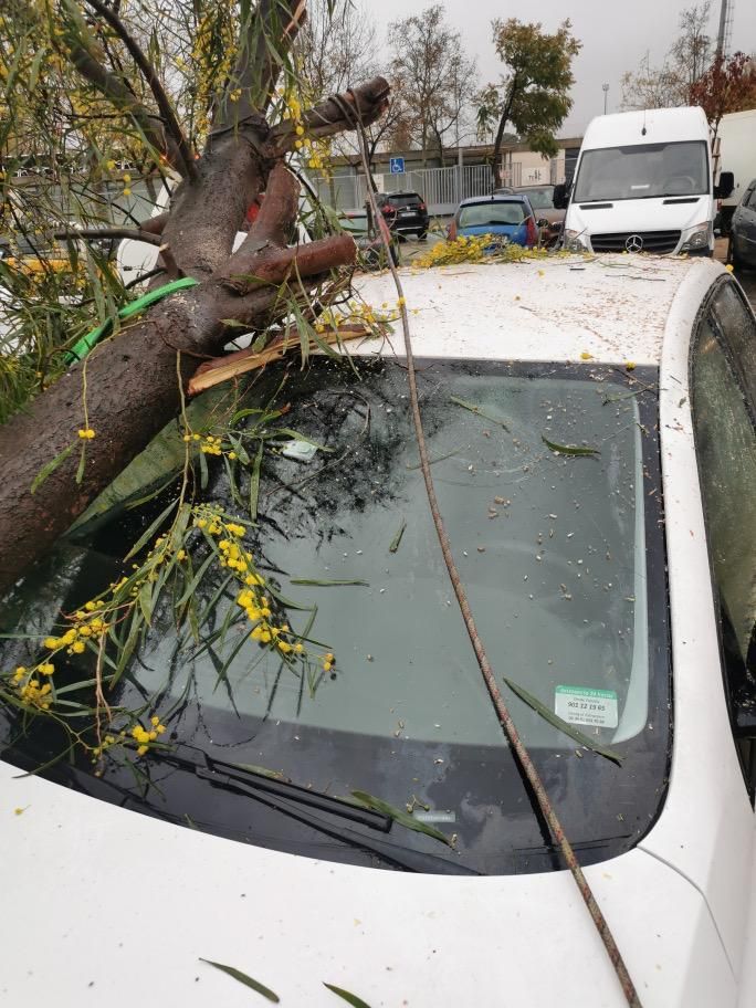 Rama de gran tamaño caída sobre un coche en Alaquàs.