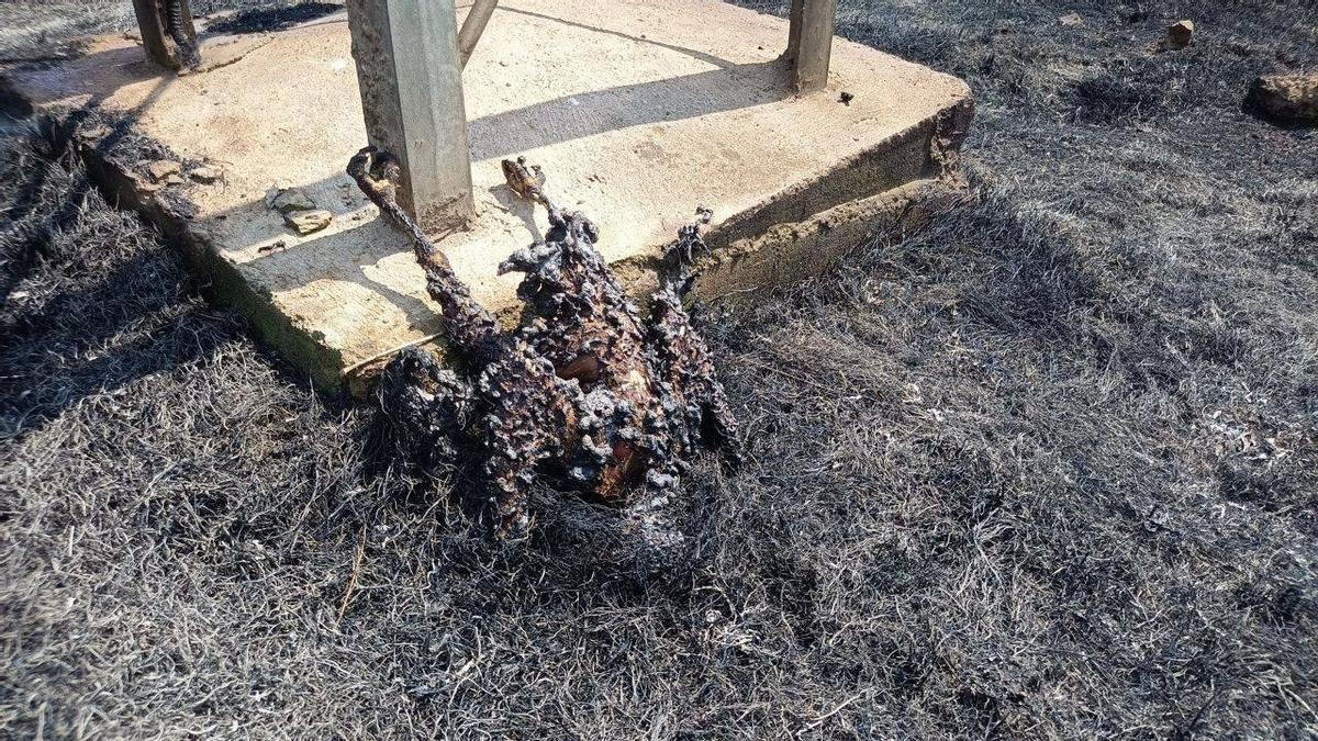 Les restes calcinades de l'ocell que va provocar l'incendi de Bufalvent