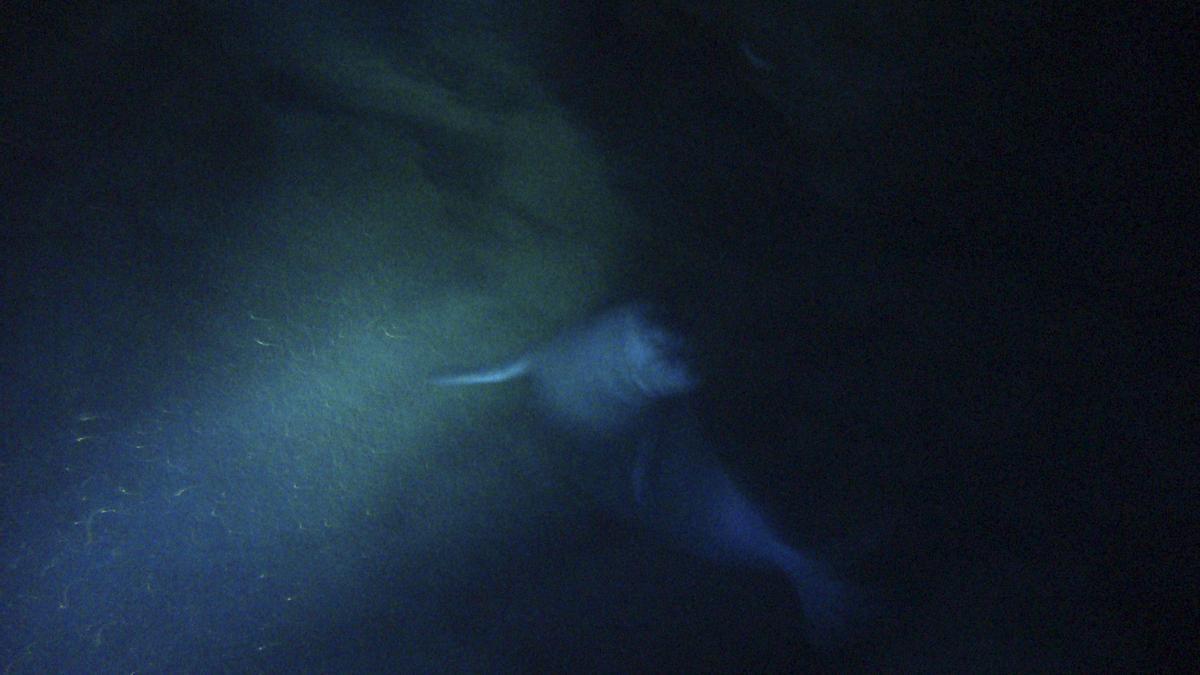 La imagen tomada en una cueva del litoral calvianer en junio de 2008.