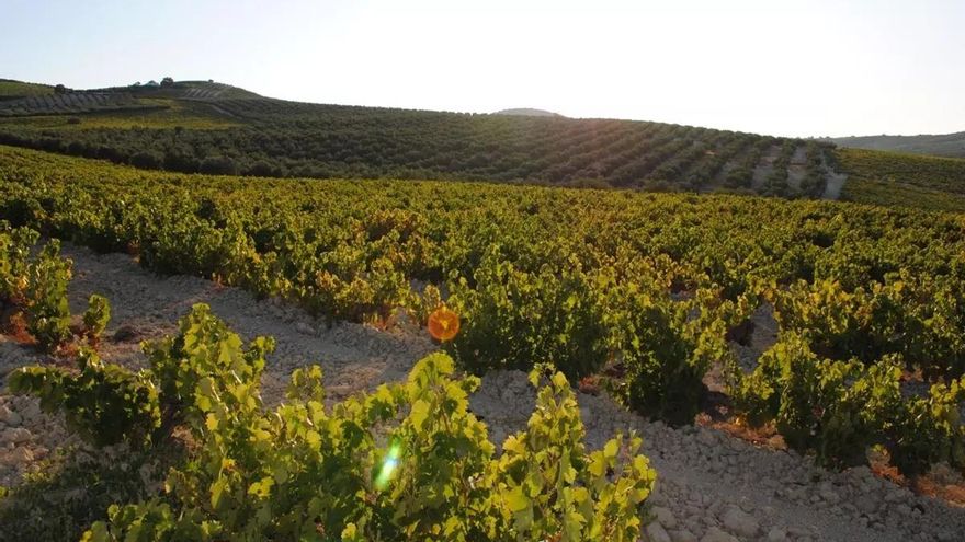 La Junta anula la cuota extraordinaria del consejo regulador a bodegas y lagares de Montilla-Moriles
