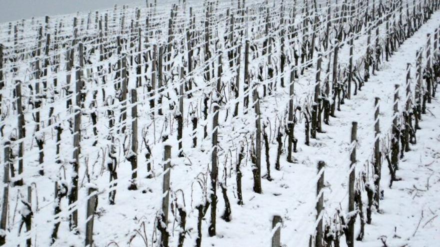 Alemania se queda sin vino de hielo por la crisis climática