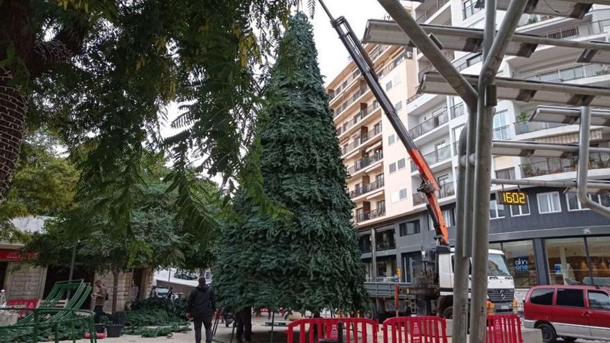 El árbol de Navidad ya está en Vara de Rey | DI