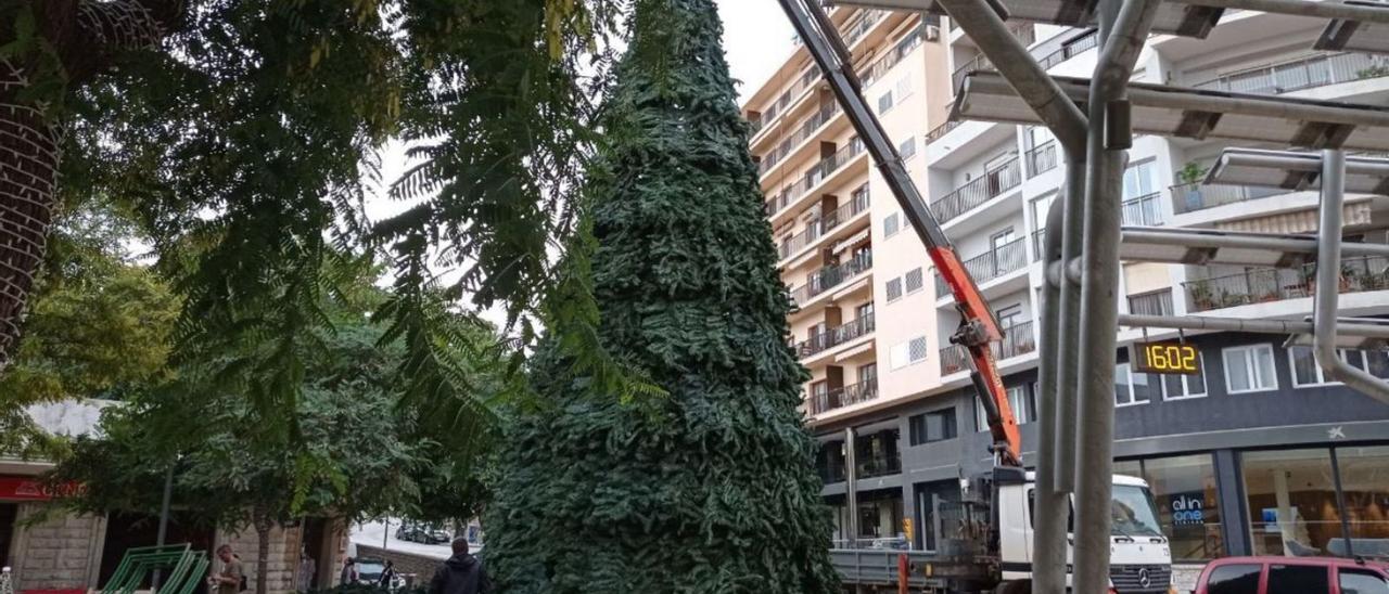 El árbol de Navidad ya está en Vara de Rey | DI
