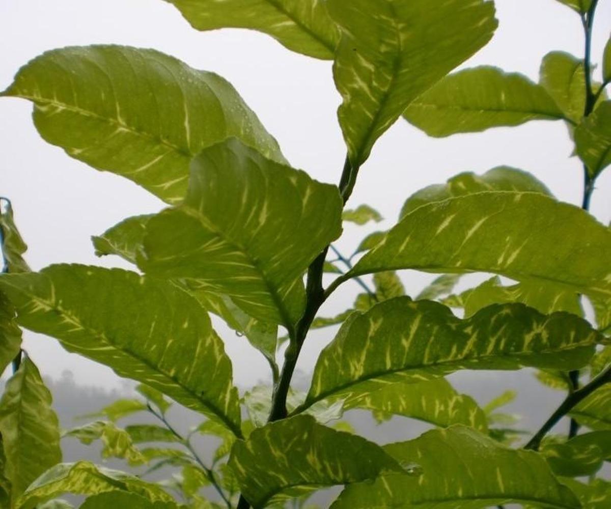 El virus provoca que las hojas se vuelvan de color amarillo