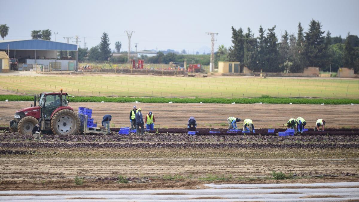 Murcia pide al Gobierno el control de los temporeros en tránsito para prevenir brotes