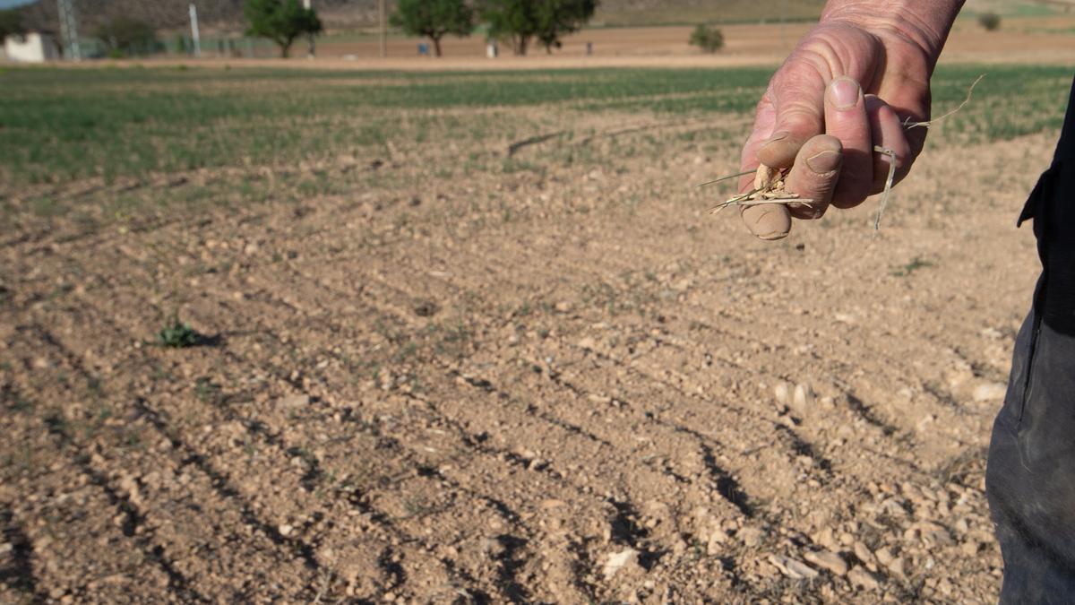 Un agricultor muestra la tierra seca  en un terreno.