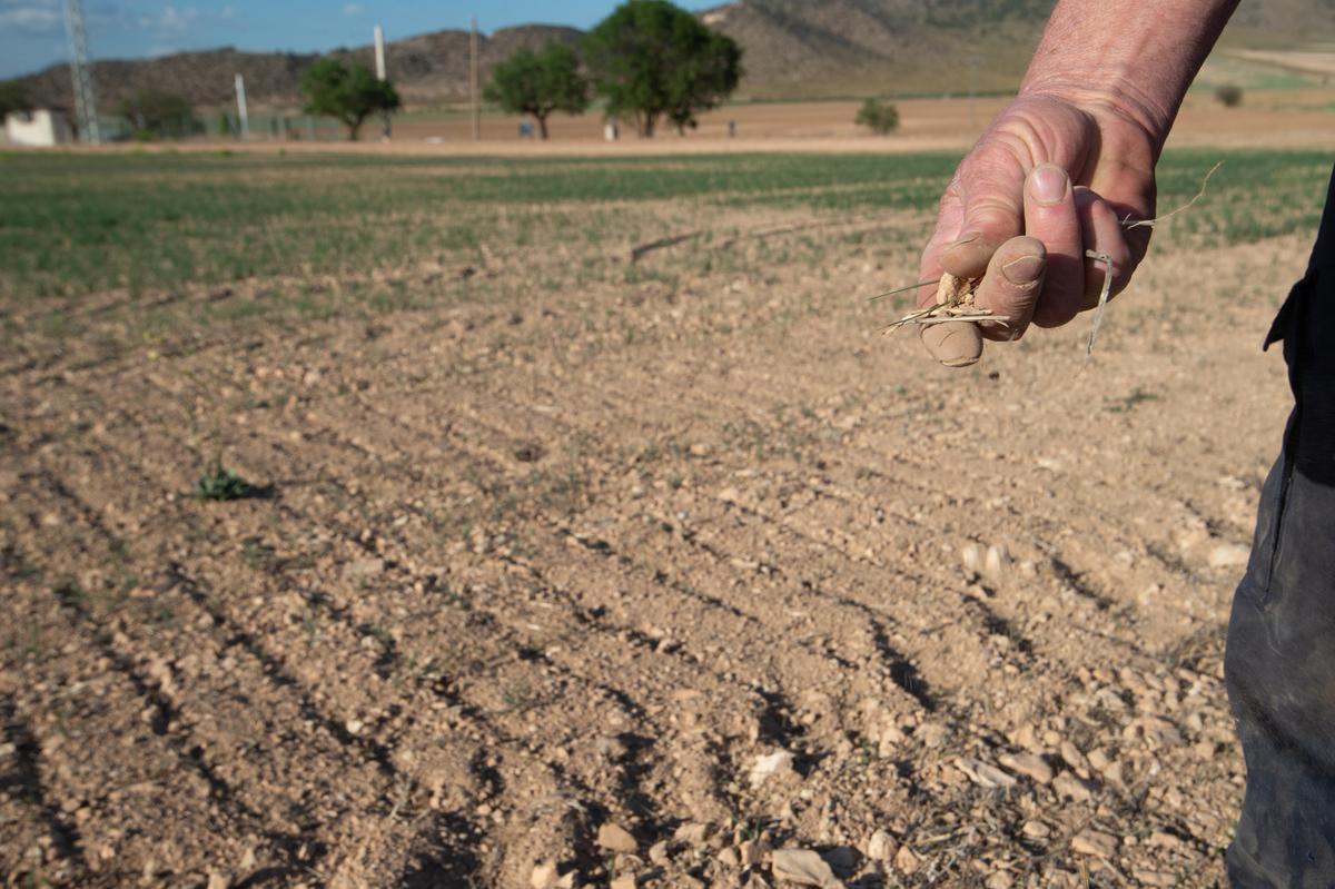 El Govern espanyol aprova una rebaixa del 25% en l’IRPF per a 800.000 agricultors i ramaders per la sequera