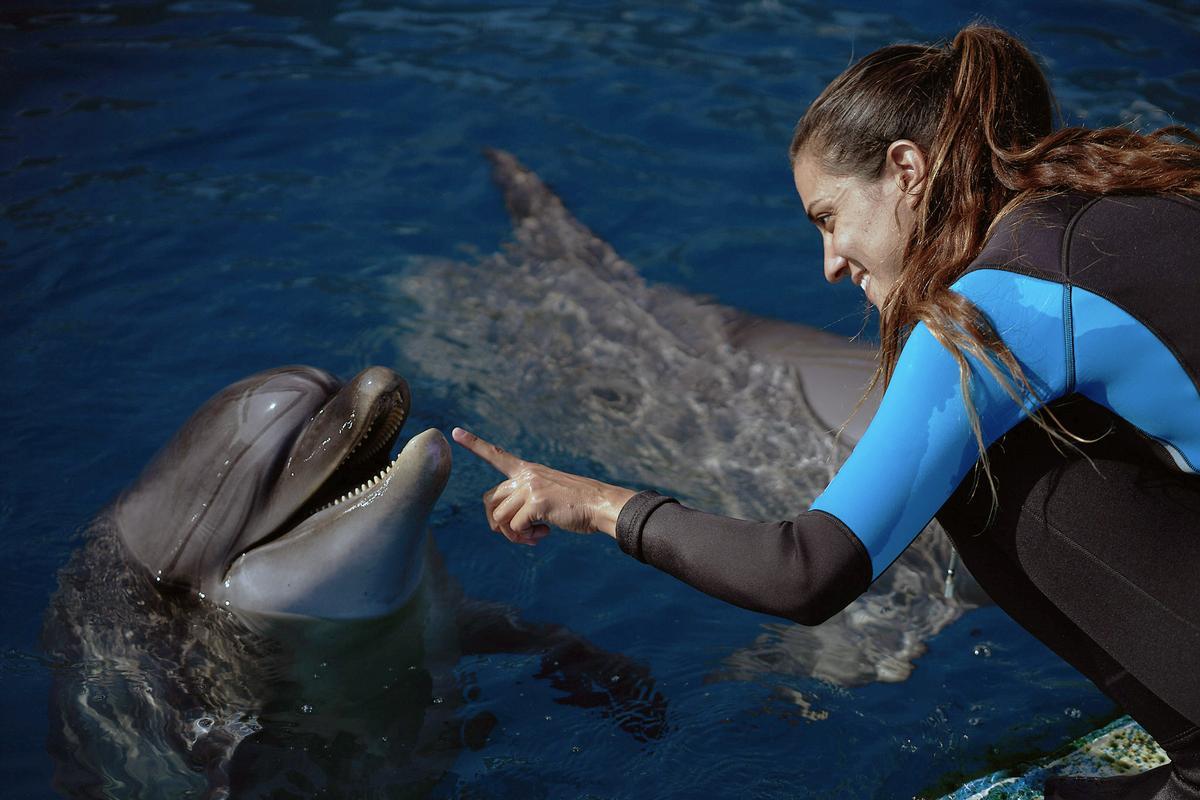 El delfinario del Oceanogràfic ofrece este verano una nueva exhibición con el grupo de delfines.
